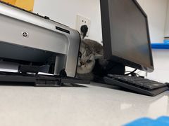 -瑞派·关忠动物医院·猫专科·犬专科(三环新城店)