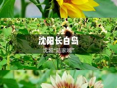 -长白岛森林公园