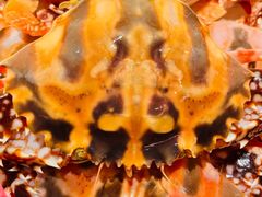 -味餐厅·海鲜·火锅·自助餐