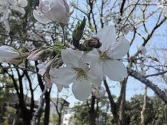-吴兴寺