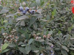 -金谷域澳洲庄园