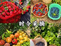 -上海山野camping·户外天幕烧烤·团建拓展营地