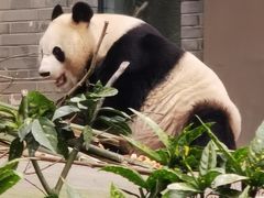 -都江堰中华大熊猫苑