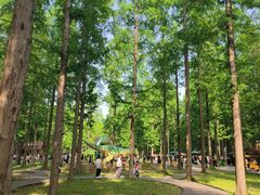 -黄海国家森林公园