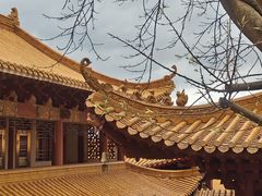 -深圳仙湖植物园