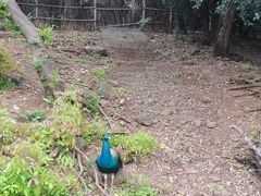 -合肥野生动物园