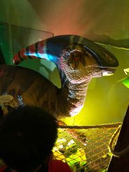 -恐龙探索乐园(磁器口店)