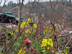 -桃源山庄·水蜜桃采摘·柴火鸡·烧烤团建(龙泉山店)