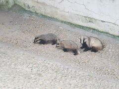 -西霞口神雕山野生动物世界