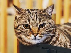 -Catmate·猫肥家润(金润铂宫店)