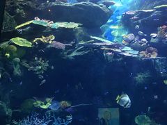 -暹罗海洋世界
