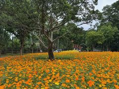 -芳华轩•客家菜馆(梧桐山店)