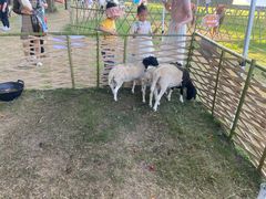 -黄海国家森林公园