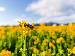 -北京金海湖景区
