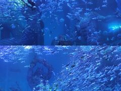 -哈尔滨波塞冬海底世界