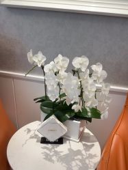 -YESIDO椰岛美容