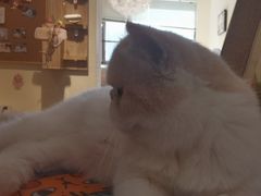 -滚猫咖啡·猫咖·猫友好撸猫(未来城店)