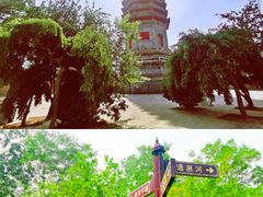 -西海子公园