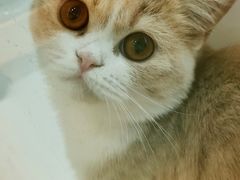 -三花喵·撸猫购宠·宠物生活馆(虹桥南丰城店)