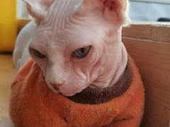-猫小院猫主题咖啡厅(北锣店)