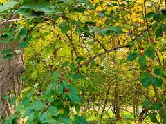 -奥林匹克森林公园北园-停车场