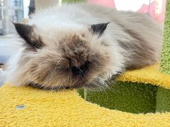 -喵园·猫主题咖啡厅·撸猫·猫咖(国贸店)