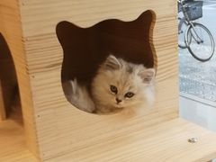 -e嘉宠物店(北大街店)