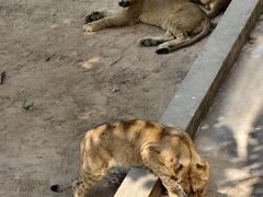 -西霞口神雕山野生动物世界