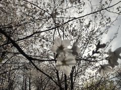 -顾村公园