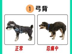 -申普宠物医院(总院)