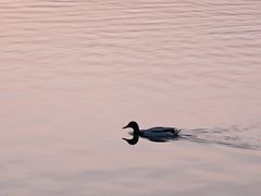 -海珠湖公园