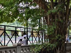 -香港佐治五世纪念公园