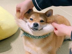 -逗柴咖啡屋·狗咖猫咖宠物桌游