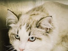 -贝康宠物医院·犬猫全科·小动物特色诊疗中心(东环路店)
