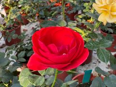 -人民公园(罗湖区)