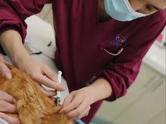 -北京观赏动物医院·24小时大型综合·猫专科·异宠专科