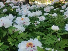 -莲花池公园
