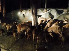 -清迈夜间动物园