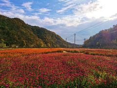 -千年银杏谷文化旅游区