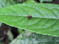 -西双版纳原始森林公园