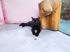 -喵屿·大理花园猫咖