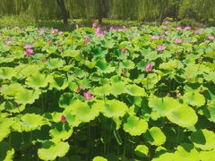 -莲花池公园