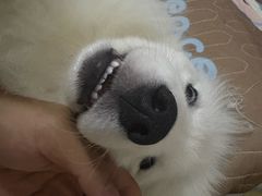 -申普宠物医院·眼科·心内科·影像科(普陀分院)