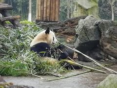 -都江堰中华大熊猫苑