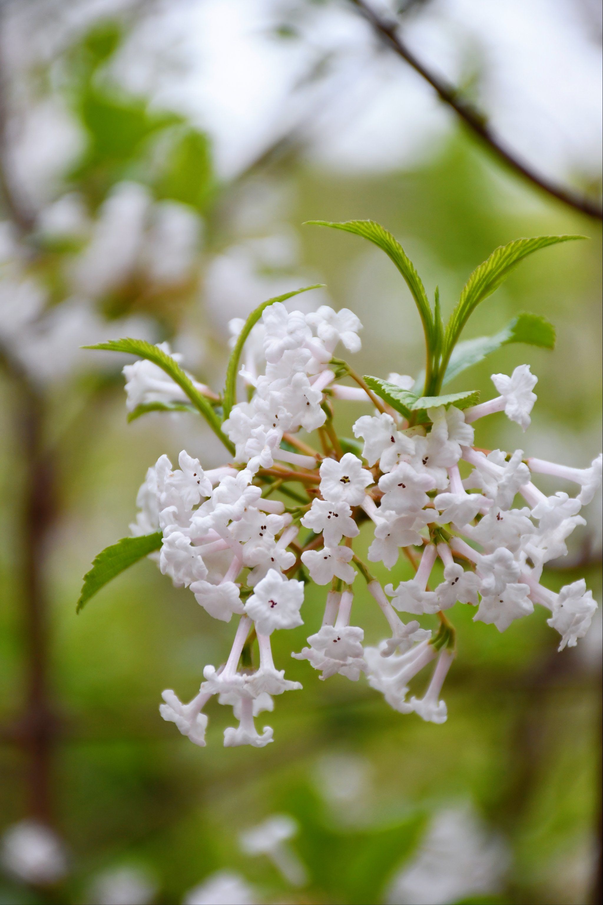 颐和园的香荚蒾