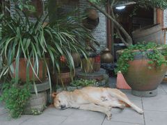 -青城甲(青城山店)