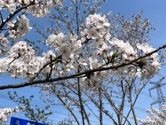 -高东镇樱花园