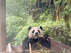 -广州长隆国际大马戏