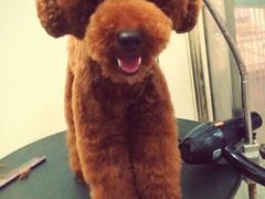-唐小姐の猫狗洗护·购宠旗舰店(周浦万达店)
