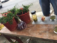 -西山樟坞健康果园枇杷杨梅采摘